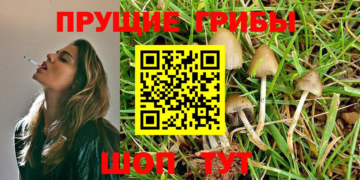 Псилоцибиновые грибы Psilocybe  Вход с VPN  Кисловодск  Псилоцибиновые грибы прущие грибы 